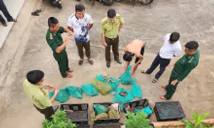 17 con khỉ quý hiếm ở Côn Đảo bị bắt trái phép